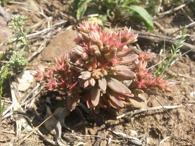 Sedum rubens / Borracina rossa